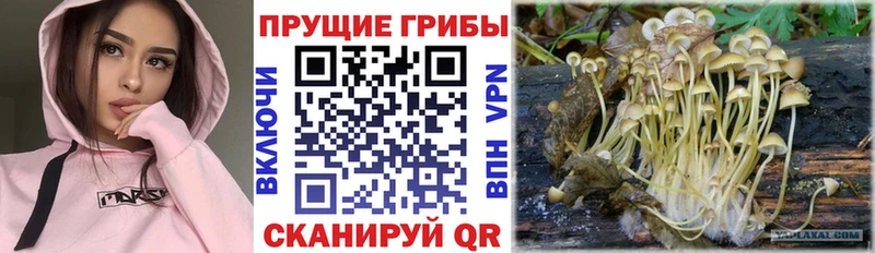 Галлюциногенные грибы Psilocybine cubensis  Полесск 